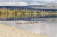 Ducks at Heart Lake